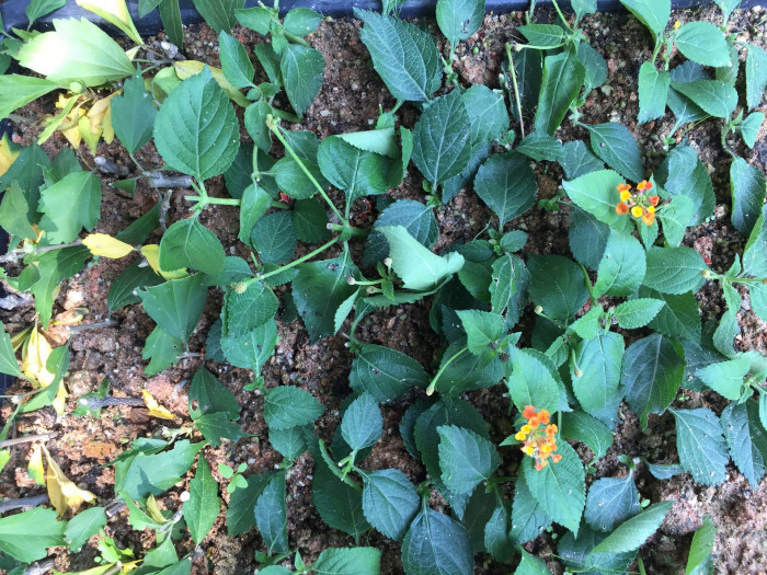 란타나 - Spanish Flag, West Indian Lantana, Lantana camara