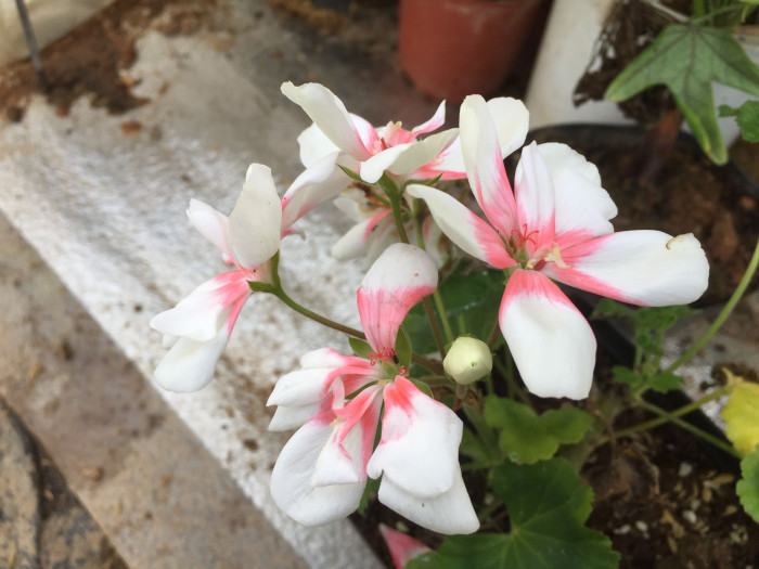제라늄 - Geranium, Pelargonium inquinans
