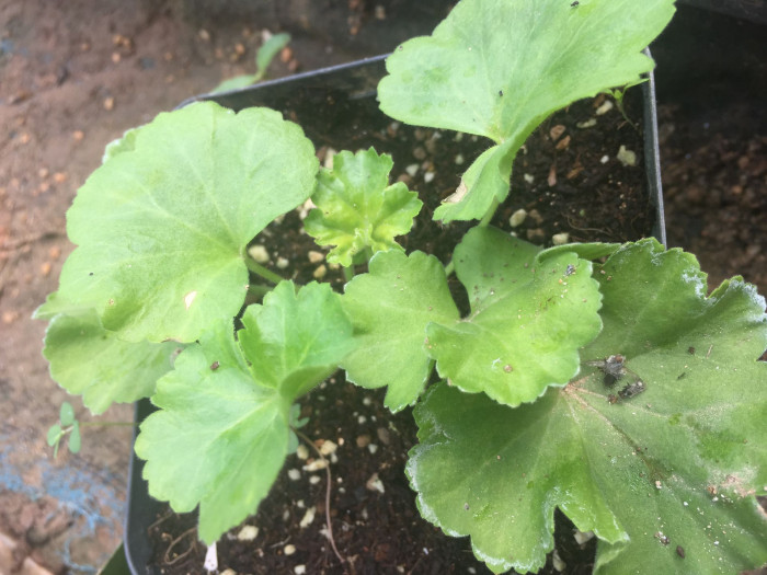 제라늄 - Geranium, Pelargonium inquinans