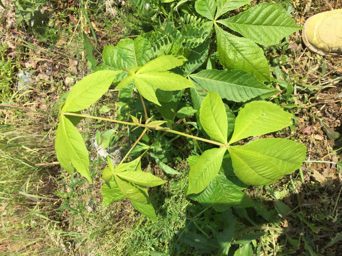 칠엽수 - -, Aesculus turbinata Blume