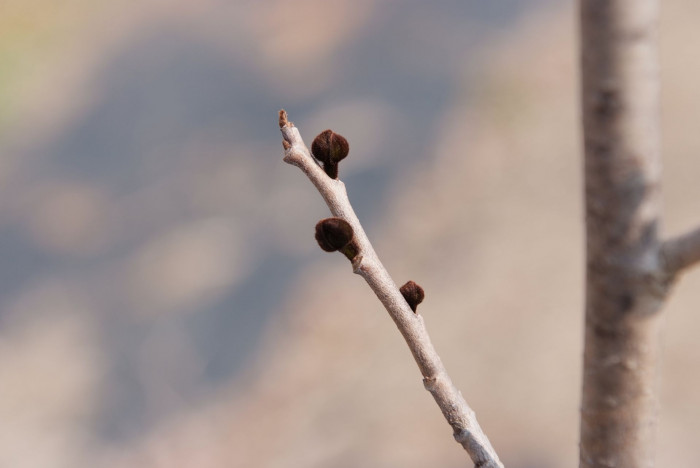 포포나무 - Sunflower pawpaw, Asimina triloba