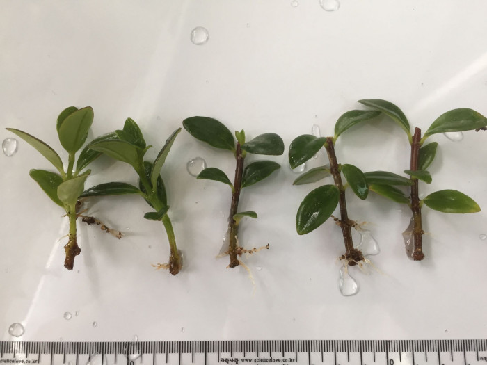 네마탄서스 - Goldfish Plant, Nematanthus gregarius