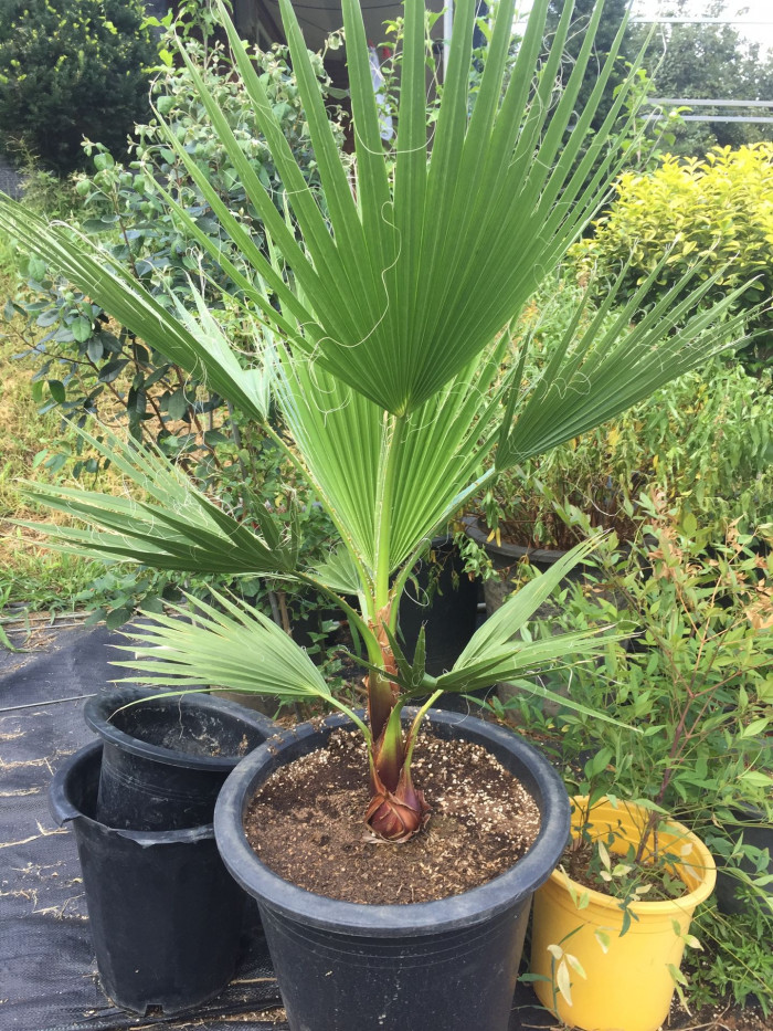 워싱턴야자 - Washington palm, California Fan Palm, Washingtonia filifera