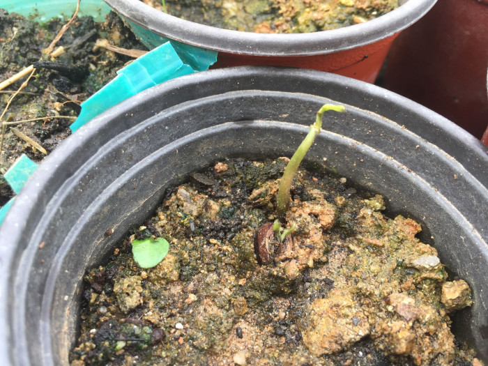 포포나무 - Sunflower pawpaw, Asimina triloba