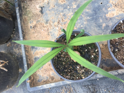 덕보 소철 사진 - Cycas debaoensis Photos