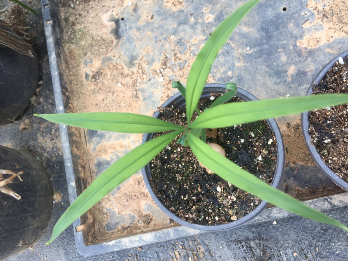 덕보 소철 - Cycas debaoensis