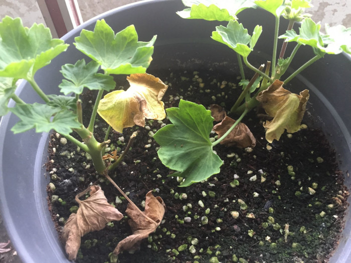 제라늄 - Geranium, Pelargonium inquinans