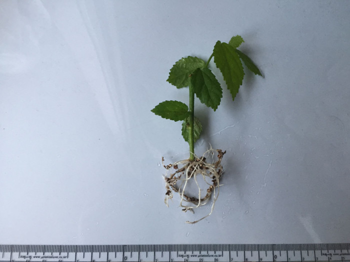 아부틸론 인디쿰 - Chinese bell-flowers, common evening mallow, country mallow, Abutilon indicum (L.) Sweet