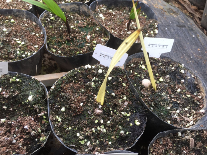 페티코트야자 - Petticoat palm, Jata de Guanabacoa, Copernicia macroglossa