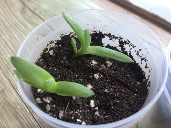 알로에 폴리필라 - Spiral Aloe, Aloe polyphylla