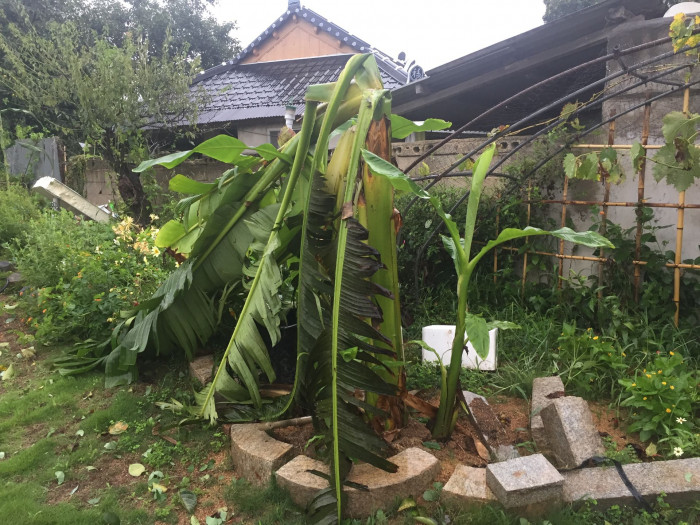 파초 - Japanese banana, Japanese fibre banana, hardy banana, Musa basjoo Siebold & Zucc.