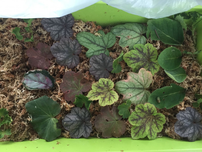 휴케라 - coral bells, alumroot, Heuchera L.