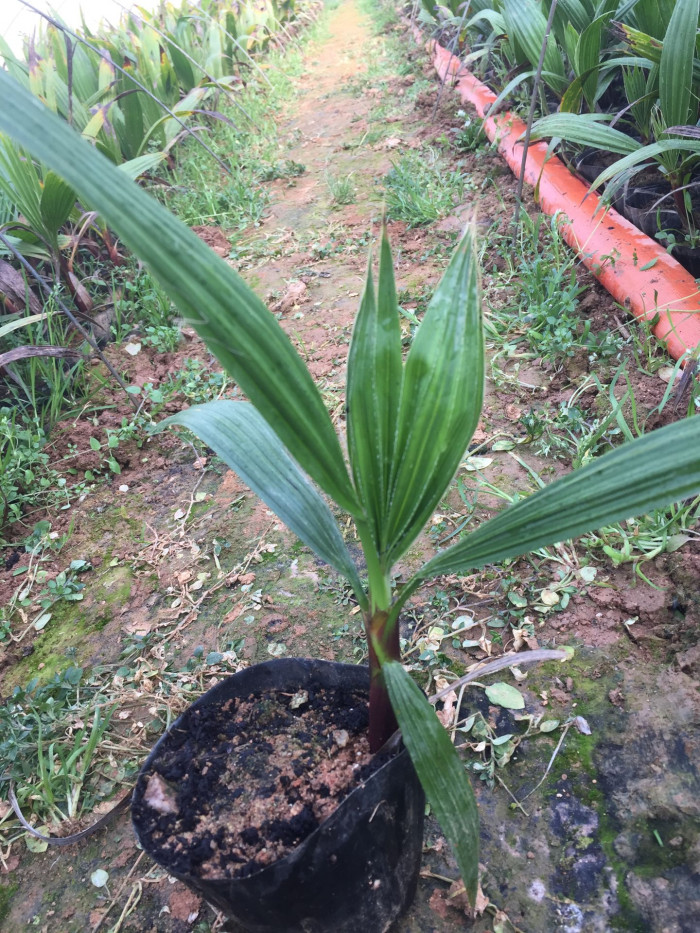 워싱턴야자 - Washington palm, California Fan Palm, Washingtonia filifera
