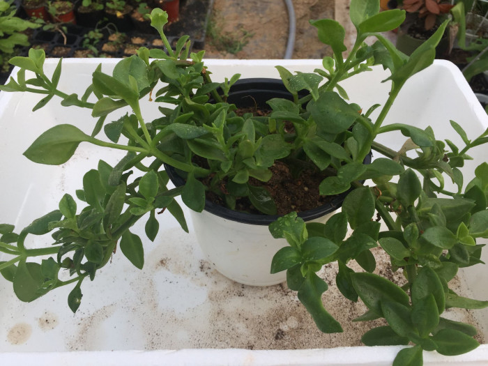 썬로즈 - baby sun rose, Aptenia cordifolia