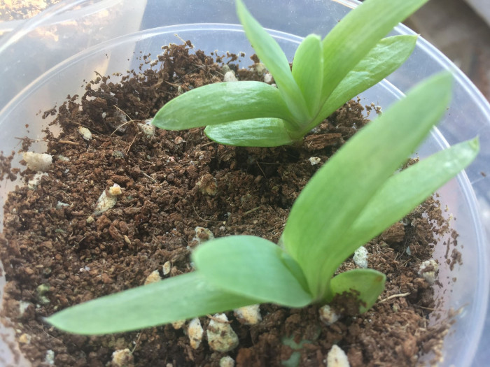알로에 폴리필라 - Spiral Aloe, Aloe polyphylla