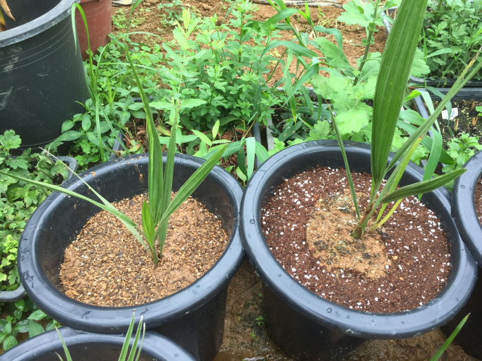 뷰티아야자 - Jelly palm, Butia odorata (Barb.Rodr.) Noblick