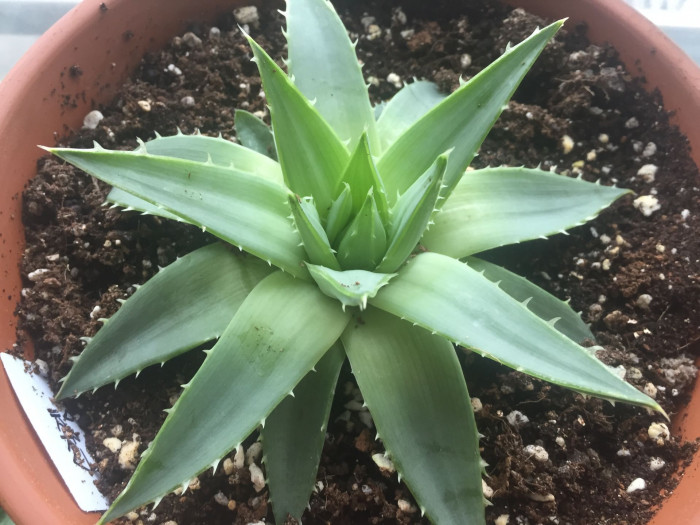 알로에 폴리필라 - Spiral Aloe, Aloe polyphylla