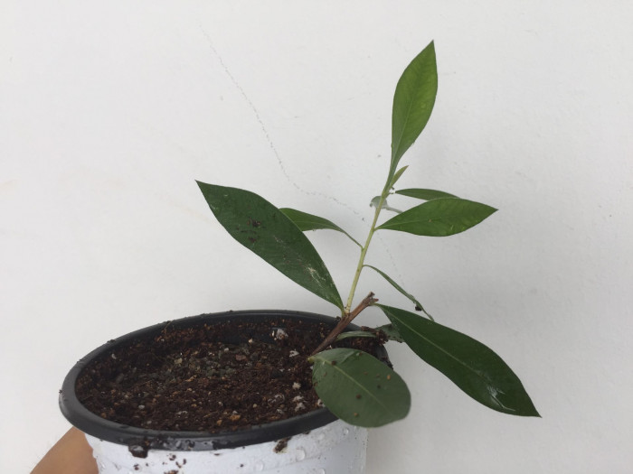 병솔나무 - Bottlebrush, Callistemon lanceolatus