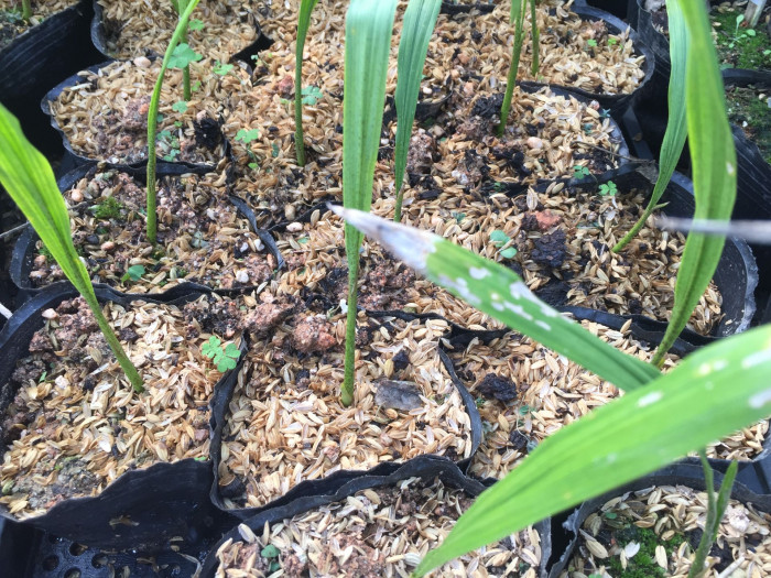 대왕야자 - Cuban royal palm, Florida royal palm, Roystonea regia