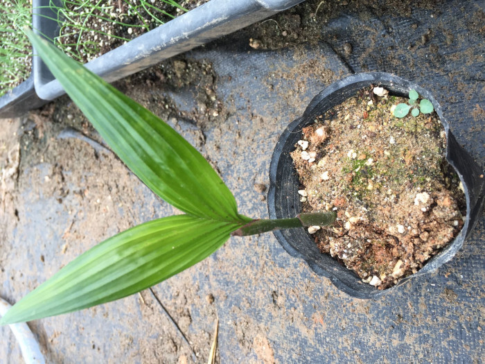 빈랑야자 - Areca palm, Areca nut palm, Betel palm, Indian nut, Pinang palm, Areca catechu L.