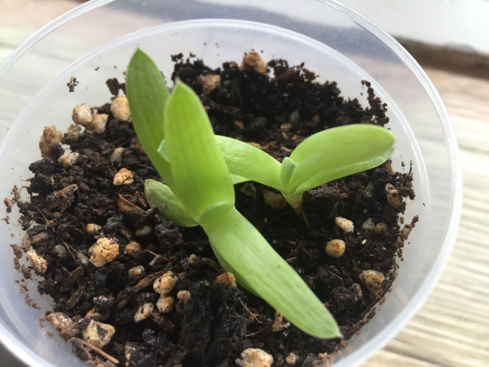 알로에 폴리필라 - Spiral Aloe, Aloe polyphylla