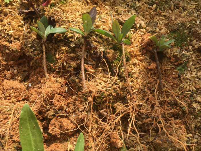 붉은인동 - Honey suckle, Lonicera periclymenum L.