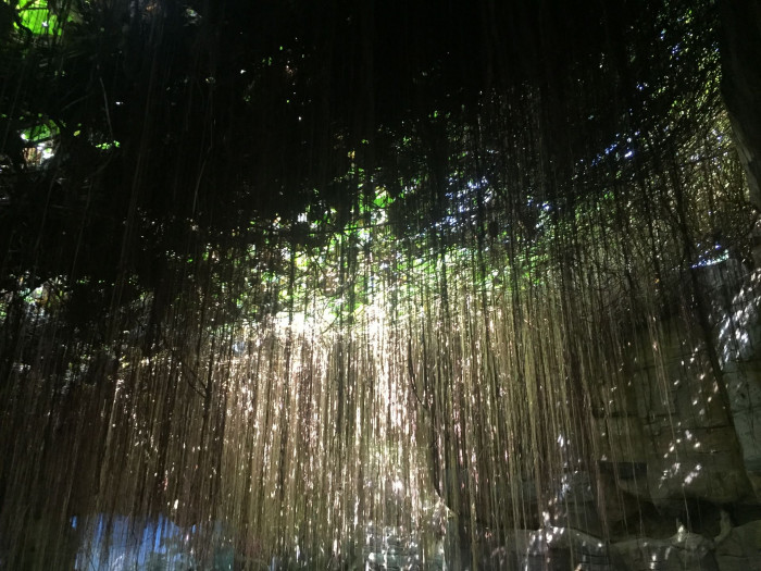 공주 포도나무 - princess vine, millionaire vine, curtain ivy, Cissus verticillata