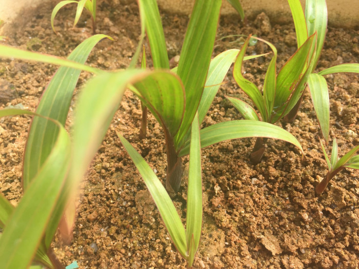 주병야자 - Bottle Palm, Hyophorbe lagenicaulis