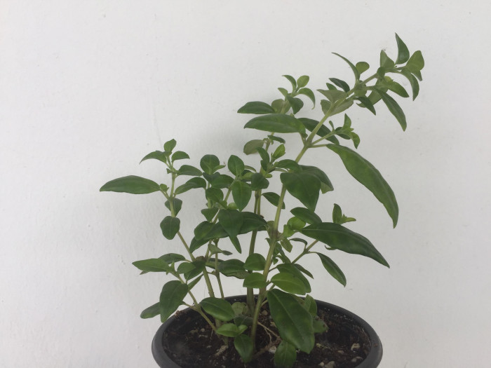 브라질리안 후크시아 - Brazilian fuchsia, Justicia rizzinii
