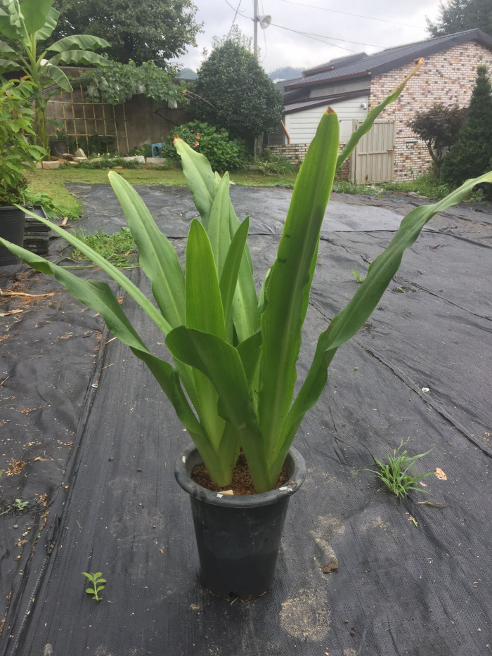 파인애플릴리 - Pineapple Lily, pineapple flowers, Eucomis