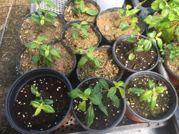 브라질리안 후크시아 - Brazilian fuchsia, Justicia rizzinii