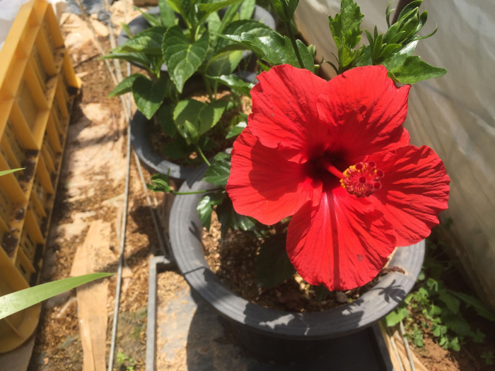 하와이무궁화 - hawaiian hibiscus, Hibiscus rosa-sinesis L.