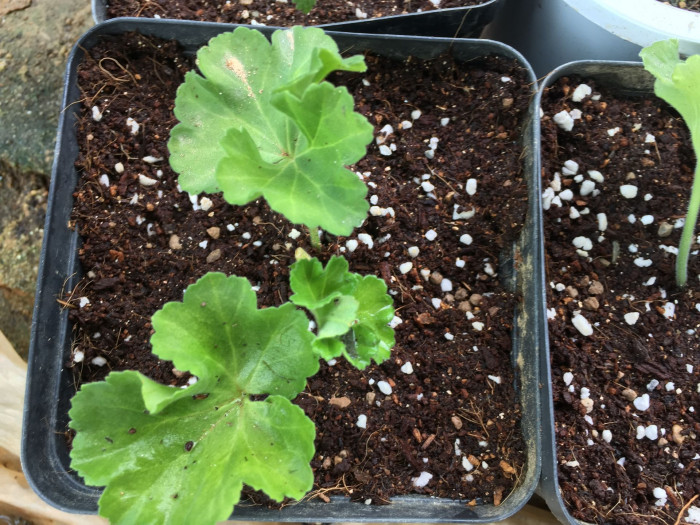 제라늄 - Geranium, Pelargonium inquinans