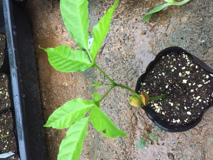 산돌 - Santol, Sandoricum koetjape
