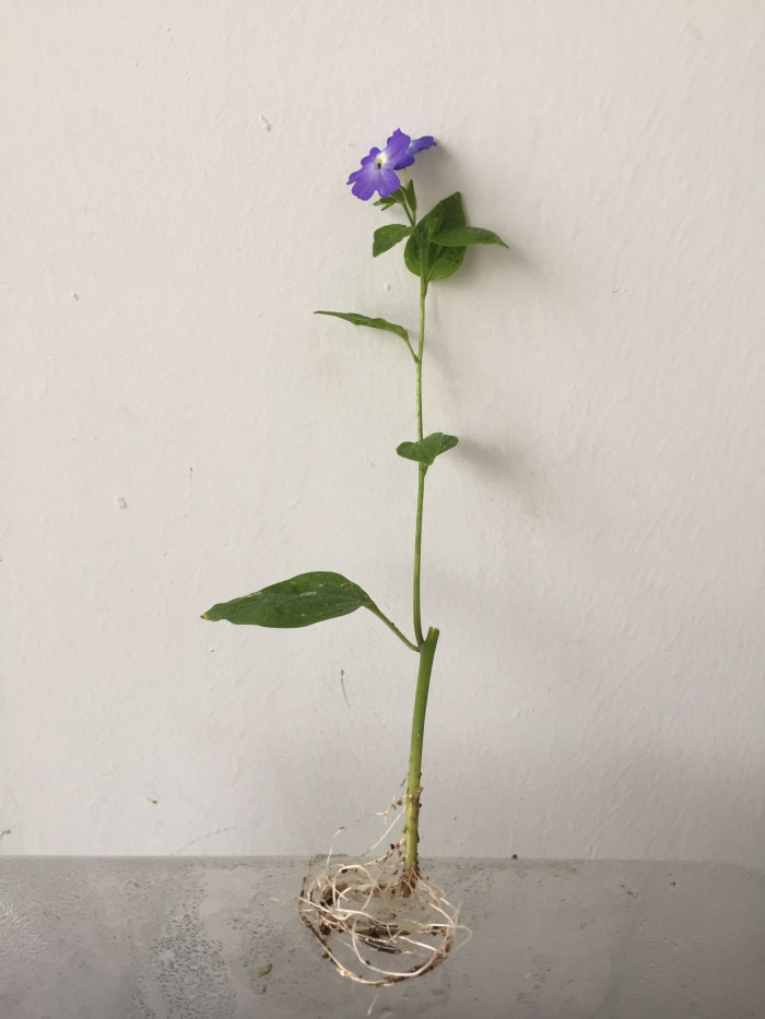브로왈리아 - Amethyst Flower, Browallia spp.