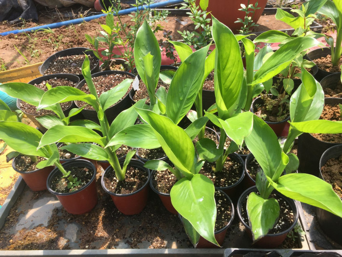 나무바나나 - False Banana,Ethiopian Banana, Ensete ventricosum
