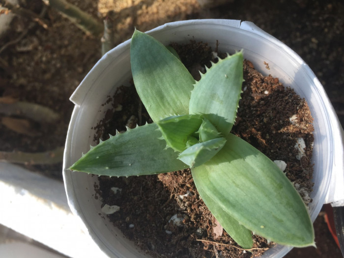 알로에 폴리필라 - Spiral Aloe, Aloe polyphylla
