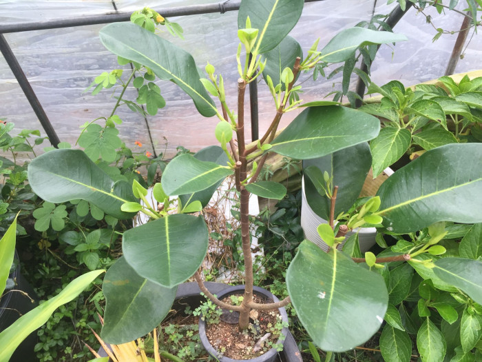 프랑스고무나무 - Ficus elastica cv. La France