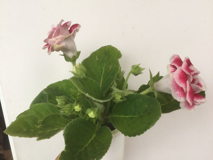 글록시니아 - Gloxinia, Sinningia speciosa