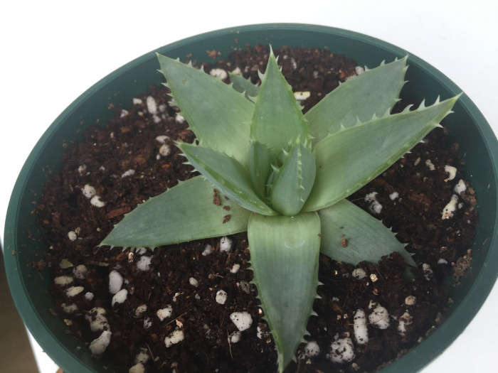 알로에 폴리필라 - Spiral Aloe, Aloe polyphylla