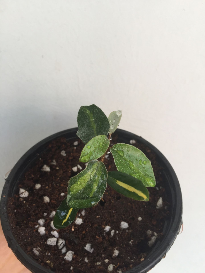 보리수나무 - Littleleaf linden tree, Elaeagnus umbellata Thunb.