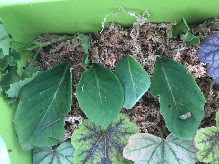 휴케라 - coral bells, alumroot, Heuchera L.