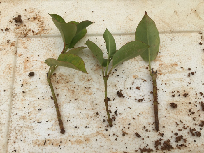 만데빌라 - Rose Dipladenia, Brazilian jasmine, Mandevilla sanderi (Hemsl.) Woodson