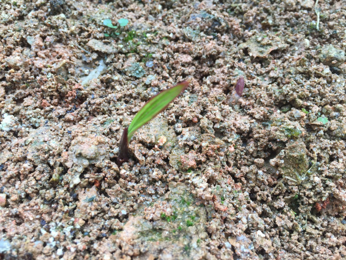 주병야자 - Bottle Palm, Hyophorbe lagenicaulis