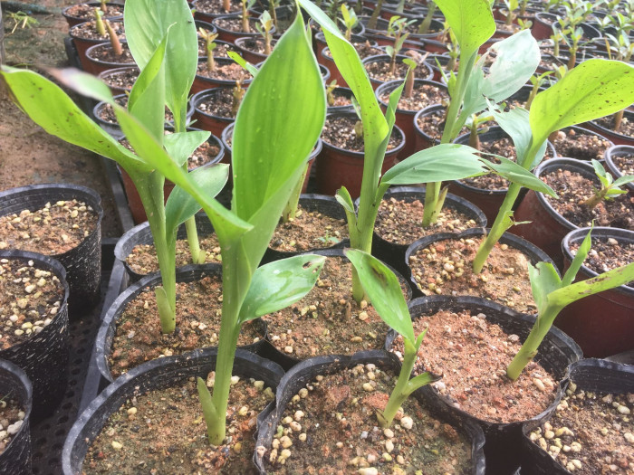 나무바나나 - False Banana,Ethiopian Banana, Ensete ventricosum