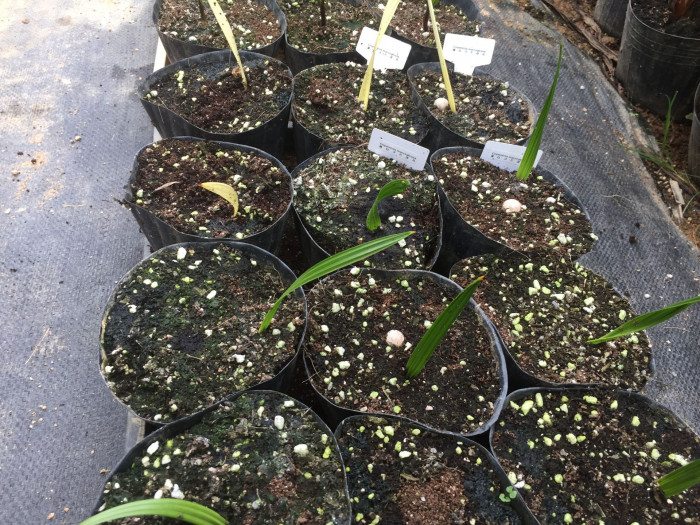 페티코트야자 - Petticoat palm, Jata de Guanabacoa, Copernicia macroglossa