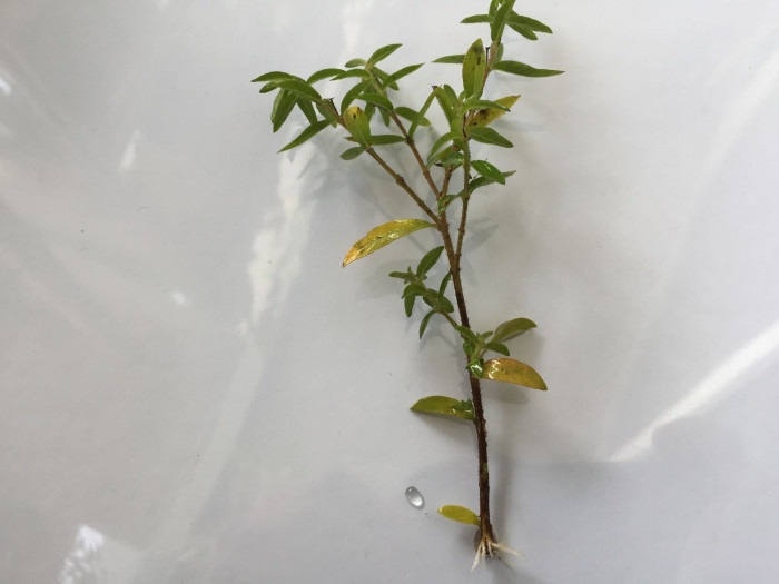 쿠페아 - hookeriana, Cuphea hyssopifolia