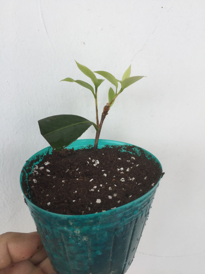 동백나무 - Camellia japonica L.