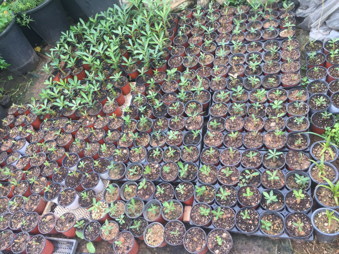 석화 - Adenium obesm, Adenium