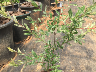 삼색버드나무 사진 - Salix integra Photos